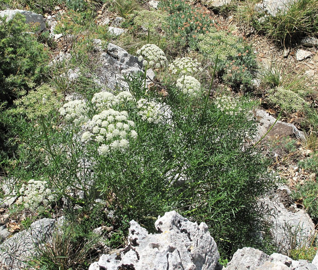Laserpitium gallicum